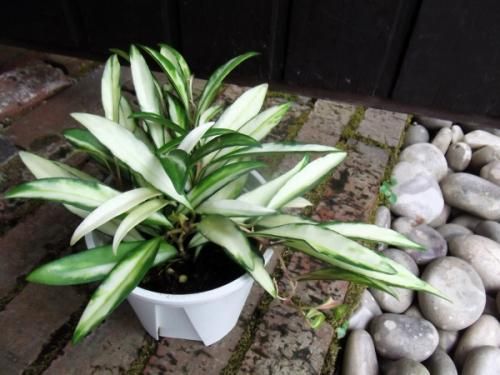 ホヤ・ケンティアナ 斑入り 3.5号 - 植物と暮らす m-plant