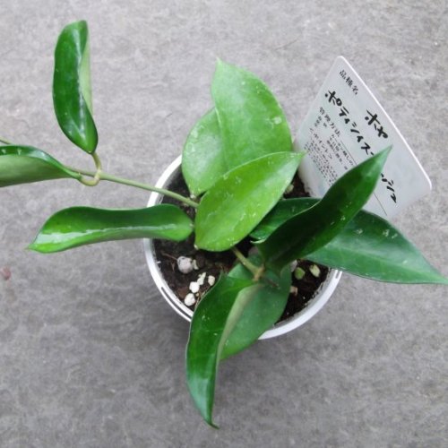 ホヤ・ポティシィ スプラッシュ ４号 - 植物と暮らす m-plant