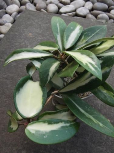 ホヤ・アクタ バリエゲイティッド ホワイト 4号 - 植物と暮らす m-plant