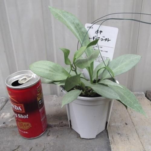 ホヤ・ニューギニア ゴースト 3.5号 - 植物と暮らす m-plant