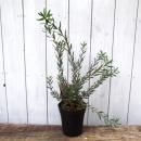 塼ǥɥ󡦥٥ӡ֡åȡ桡