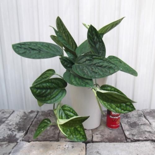 (現品)モンステラジェイドシャトルコック Monstera Shuttlecock モンステラ・ジェイド・シャトルコック – THE