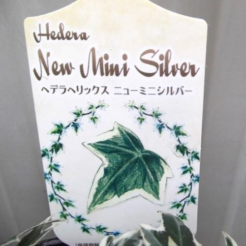 ヘデラ・ニューミニシルバー 3号 - 植物と暮らす m-plant