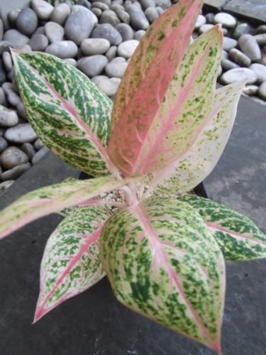 アグラオネマ・レガシー 4号 - 植物と暮らす m-plant