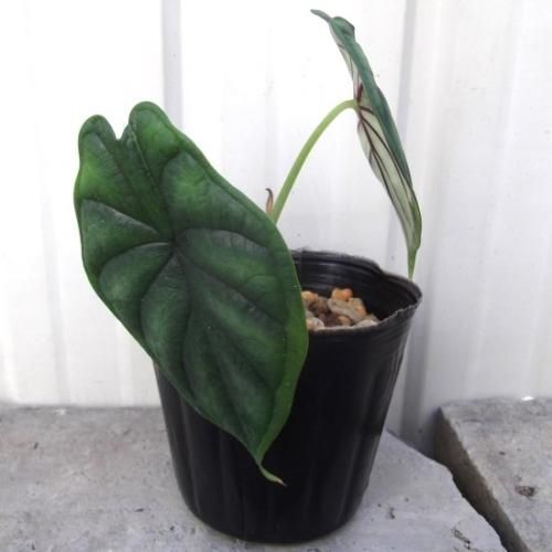 アロカシア・ドラゴンスケール 3号 - 植物と暮らす m-plant