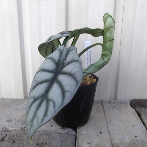 アロカシア・シルバードラゴン　３号 - 植物と暮らす　m-plant