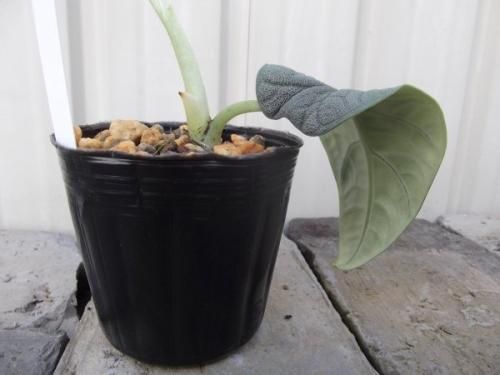 Alocasia Melo Albo アロカシア メロ アルボ ハーフムーン Alocasia Melo Albo アロカシア メロ アルボ ハーフムーン Alocasia