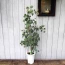 桼ꡦݥꥢ󥻥⥹ 120