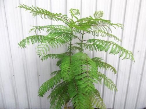 ジャカランダ・ミモシフォリア 70cm 5号 - 植物と暮らす m-plant