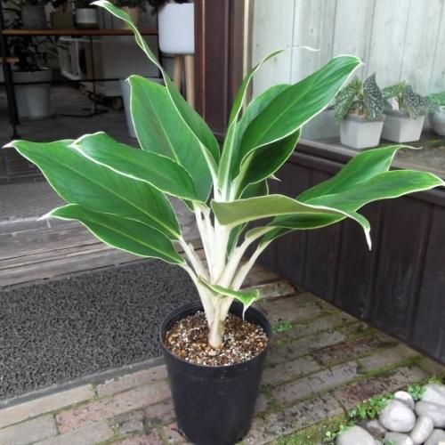 アグラオネマ L】アグラオネマ ビクトリー /Aglaonema