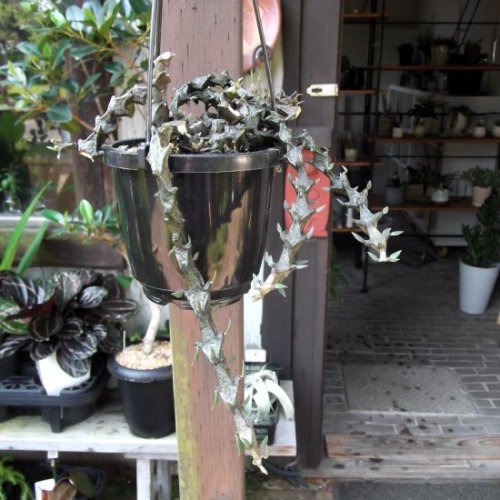 セロペギア ボッセリ　ビザールプランツ　珍奇植物 　 ceropegia bosseri マダガスカル原産 多肉植物 isla 7