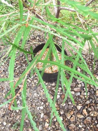 グレビレア・ロンギフォリア 8号 - 植物と暮らす m-plant