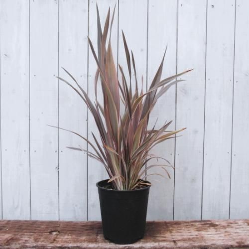 （ブランドロゴ）の人気ランキング ニューサイラン・ピンクストライプ 7号 m-plant 植物と暮らす - その他