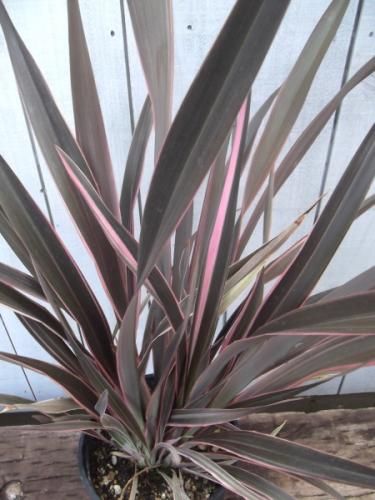 ニューサイラン・ピンクストライプ 7号 - 植物と暮らす m-plant