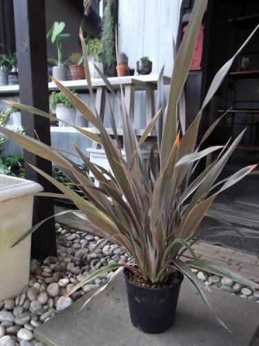 ニューサイラン・ピンクストライプ 7号 - 植物と暮らす m-plant