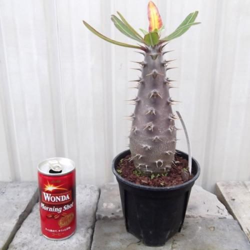 土*様 パキポディウムカクチペス現地球 pachypodium cactipes《 大きめS size》※現地球発根済株※店主国内