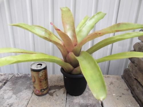 ネオレゲリア　バイーアナ　会長株 ネオレゲリア バイーアナ 会長株 Yahoo!オークション