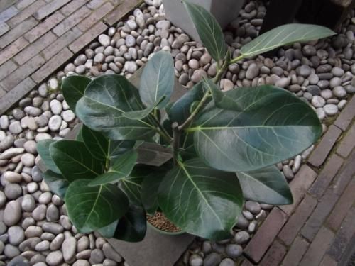フィカス・ベンガレンシス・オードリー 7号 - 植物と暮らす m-plant フィカス・ベンガレンシス・オードリー 7号 - 植物と暮らす m-plant