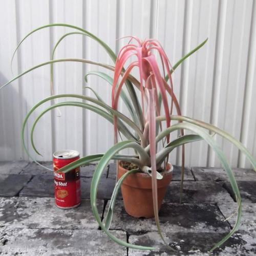 チランジア・リオホンドエンシス - 植物と暮らす m-plant