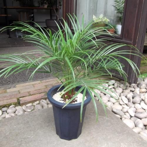 フェニックス・ロベレニー 6号 - 植物と暮らす m-plant