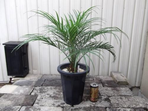 フェニックス・ロベレニー 6号 - 植物と暮らす m-plant