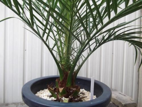 フェニックスロベレー フェニックス・ロベレニーの育て方 | 観葉植物・お花の通販 AND