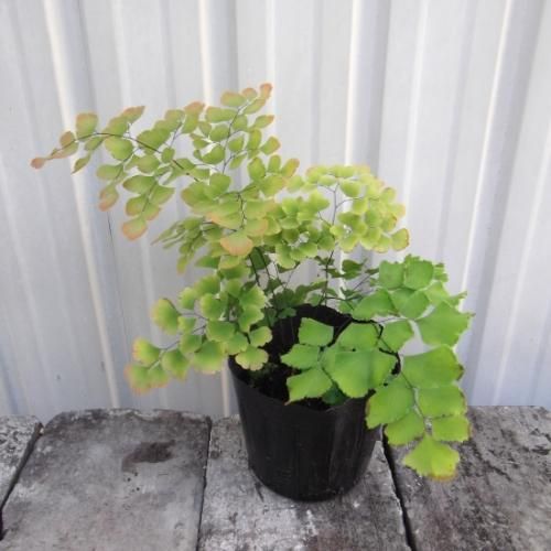 アジアンタム・フレグランス 4号 - 植物と暮らす m-plant アジアンタム・フレグランス 4号 - 植物と暮らす m-plant