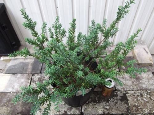 現品】ブルーマキ マキ・アイシーブルー 10号 あ5番 楽天市場】【現品