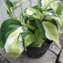 եǥɥ󡦥른ࡦ֥饸 ˥Х롡