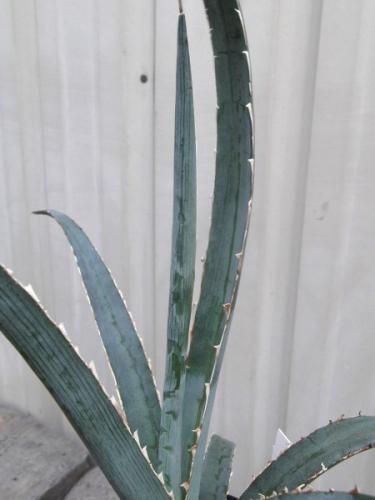 アガベ・キシロナカンサ 3号 - 植物と暮らす m-plant