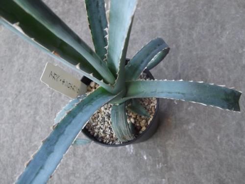 アガベ・キシロナカンサ 3号 - 植物と暮らす m-plant