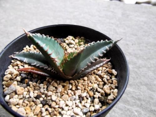 アガベ・チタノタ・海王 3号 - 植物と暮らす m-plant