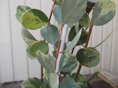 ユーカリ・ウェブステリアナ(斑入り) 4号 - 植物と暮らす m-plant ユーカリ・ウェブステリアナ(斑入り) 4号 - 植物と暮らす m-plant