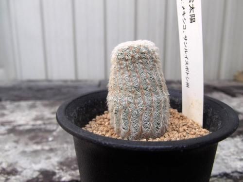 紫陽花 白花紫太陽（シロバナムラサキタイヨウ）3号 - 植物と暮らす m