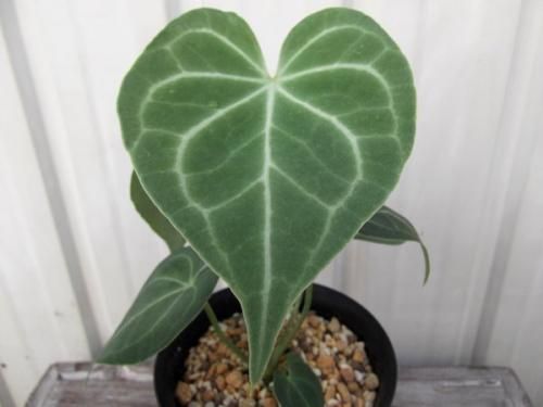 アンスリウム・クラリネルビウム 3.5号 - 植物と暮らす m-plant