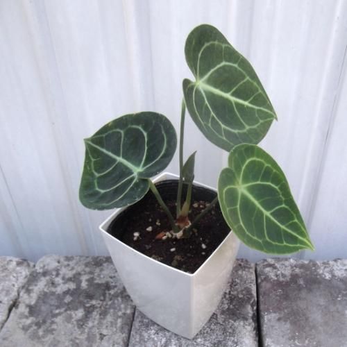 アンスリウム・クラリネルビウム 4号 - 植物と暮らす m-plant