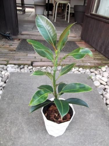 フィカス・メラニー 4号 - 植物と暮らす m-plant