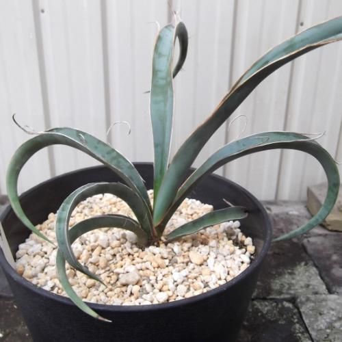 ユッカ バッカタ　コレクション株　観葉植物 Yucca baccata【ユッカ・バッカタ・実生】 | RIMO'S GREEN