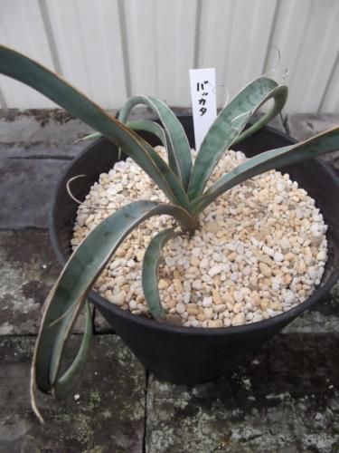 ユッカ バッカタ　コレクション株　観葉植物 Yucca baccata【ユッカ・バッカタ・実生】 | RIMO'S GREEN