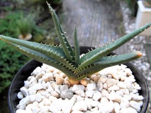 【楽天最安値に挑戦】 3号 アロエ・カルカイロフィラ - m-plant 植物と暮らす ハオルチア・アロエ
