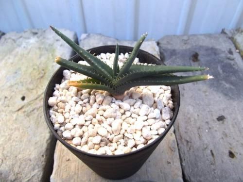 アロエ・カルカイロフィラ 3号 - 植物と暮らす m-plant