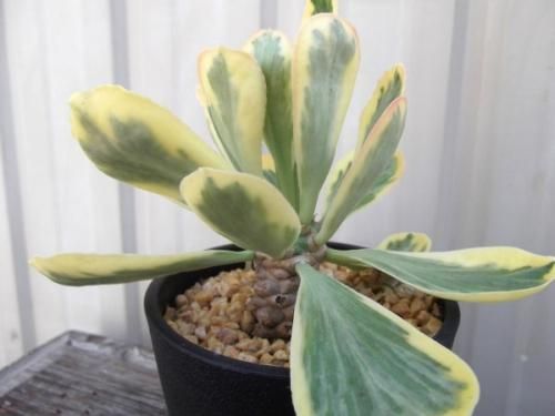 斑入り遺伝子あり　DDソレイユセルフ　即購入不可！ 楽天市場】【一点もの】斑入りアオキ サルフレア 10号 1.2m(鉢底から