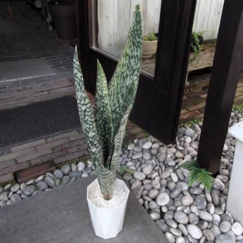 サンスベリア　オブリティアナ　6号 サンセベリア・オーブリティアナ 6号 - 植物と暮らす m-plant