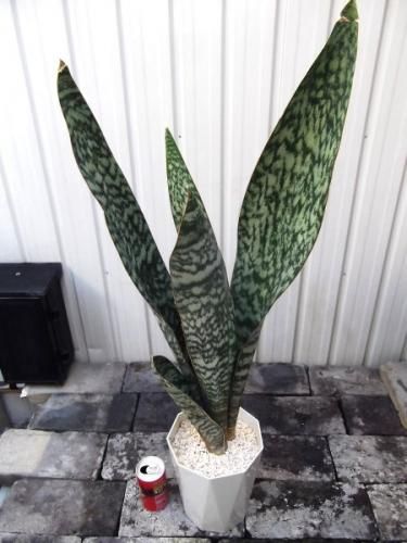 サンセベリア・オーブリティアナ 6号 - 植物と暮らす m-plant