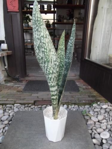 サンセベリア・オーブリティアナ 6号 - 植物と暮らす m-plant