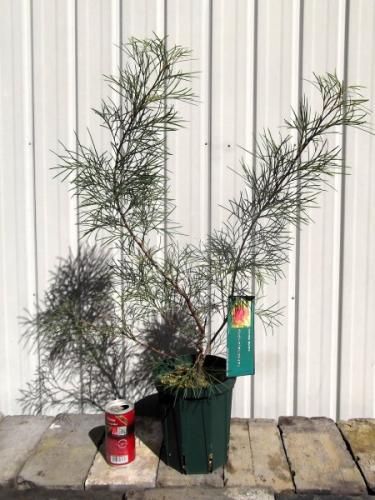 グレビレア・ボンファイア 5号 - 植物と暮らす m-plant