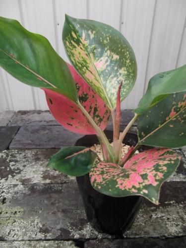 アグラオネマ・チャイナレッド 4号 - 植物と暮らす m-plant