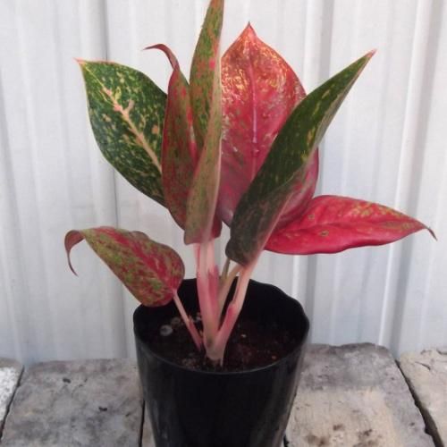 アグラオネマ専用観葉植物 楽天市場】観葉植物 アグラオネマ ゴースト 4号鉢 送料無料 苗