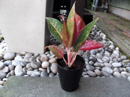 アグラオネマ・レッドワークス 4号 - 植物と暮らす m-plant