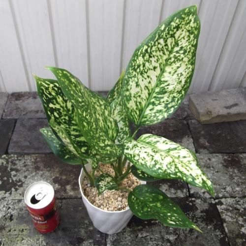 アグラオネマ・シルバーコスメティック 4号 - 植物と暮らす m-plant